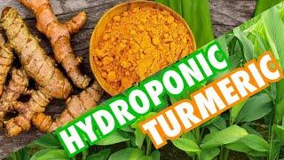 New Hydroponic System Design Hydroponic Turmeric & Updates