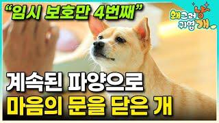 마당에 묶여 방치되어 죽을 뻔한 유기견 버려진 집에서 구조된 후 4번이나 반복된 파양과 임보로 사람에게 상처받고 지친 시골 개｜#왜그러냥귀엽개