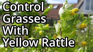 How Yellow Rattle Works And How To Grow It