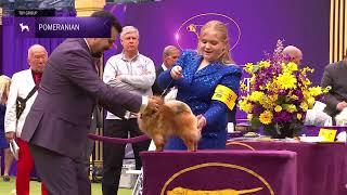 Pomeranians  Breed Judging 2024