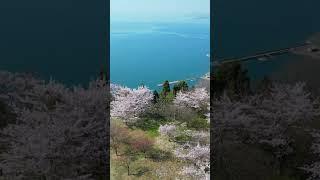 Sakura and the Japan Seto Inland Sea