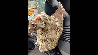 The guy accidentally found a very unusual looking animal Colugo