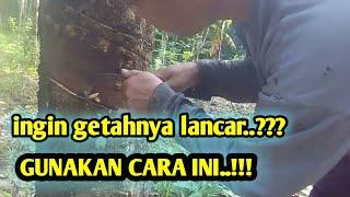 teori sadap supaya getah deras dan melimpah.. berbagi pengalaman. petani karet