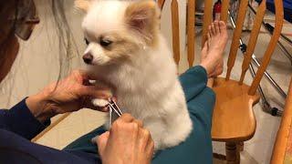 The Ultimate Guide to Trimming Pomeranian Puppy Nails