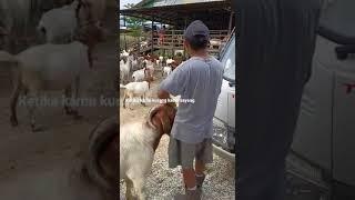 #kambing #anakkandang #boergoat #kambingboer