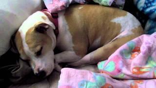 Dog sleep barking