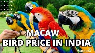 Macaw Bird market price  macaw parrot price update 2023  macaw parrot price in Indian market??