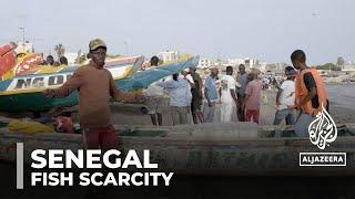 Senegal fish scarcity Fishermen blame climate change & trawling