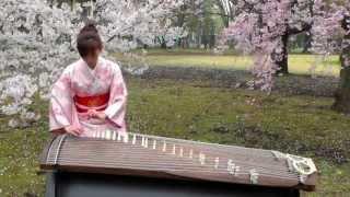 さくらSakura　25絃箏 25 strings koto