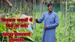 what to sprinkle prevent crop from insects छिड़काव फसलों मे किड़े ना लगे।