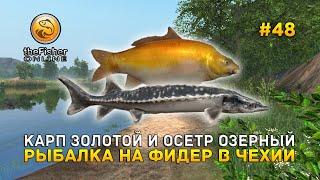 Карп Золотой и Осетр озерный. Рыбалка на фидер в Чехии - Fisher Online #48