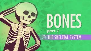 The Skeletal System Crash Course Anatomy & Physiology #19