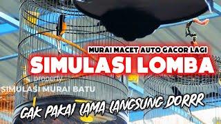 SIMULASI LOMBA MURAI BATU NASIONAL FULL TEMBAKAN 