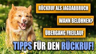 Fragen zum Rückruf im Hundetraining - EURE Fragen live beantwortet