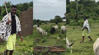 SEE HOW ACTOR IBRAHIM CHATTA RARE HIS COWS AT HIS FILM VILLAGE