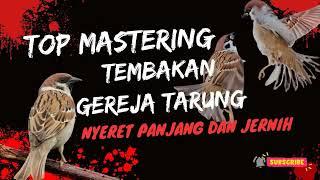 Masteran Burung Gereja Tarung nyeret Panjang Jernih dan 100% Ampuh  #cendet #muraibatu #cucakijo