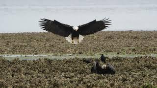 Bald eagles being jerks at Big Beef Creek Seabeck Washington 28 May 2024