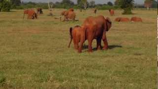 Large group of elephants roaming and wallowing in Tsavo East National Park