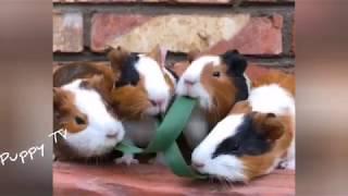 Cute guinea pigFunny And Cute Puppies Compilation