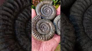 Fossil Ammonite gifts from the sea  #fossilhunting #fossils #shorts #sea #coast #beach #ammonite