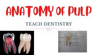 ANATOMY OF PULP  WHAT IS PULP CHAMBER PULP SPACE PULP HORN ROOT CANAL