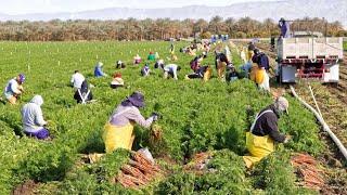 American Farmers Harvest Billions Of Pounds Of Fruit And Vegetables This Way - Farming