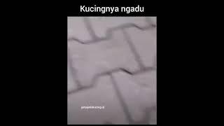 kalah baku hantam langsung ngadu 