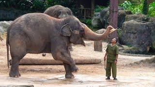 Pertunjukan Gajah Kebun Binatang Singapura