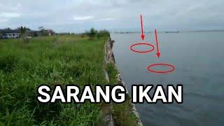 SPOT MANCING TERSEMBUNYI BANYAK IKAN DISINI