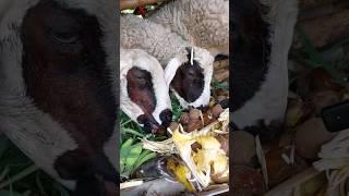 Kambing makan sawo aman gak buat lambung komen ya #shortvideo #animals