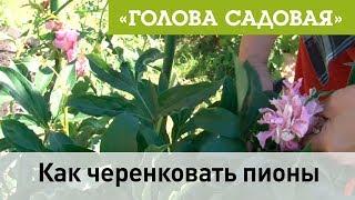 Голова садовая -Как черенковать пионы