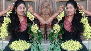 Fresh Nellikai Harvest In My Garden  Health Benefits Of Gooseberry Indian Gooseberry Harvest