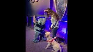 Video of service dog meeting ‘Stitch’ goes viral