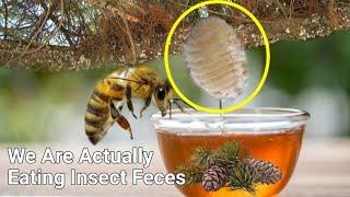 How Is Honey Produced From Pine Trees That Have No Flowers?