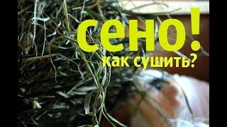 Как Сушить Сено? Сено Для Морских Свинок \\ SvinkiOnline