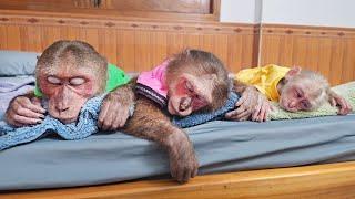OMG unbelievable Monkey Su & Kuku Mimi have these special smart adorable actions?