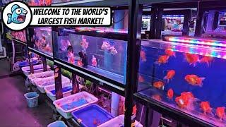 Bangkok Chatuchak Fish Market  World’s Largest Aquarium Fish Market