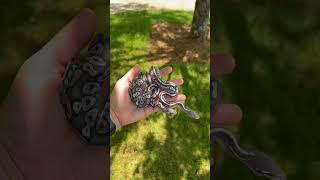 GREY Ball Pythons Black Axanthic Hypo Combos #animals #ballpython #reptiles #snake #morphs