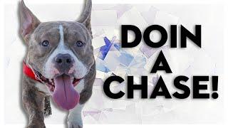 Cute Dog Chases Owner Around House  Funny American Bully Dog