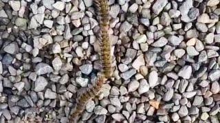 A lot of caterpillars are crawling on the stones stuck to each other in a column