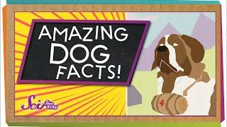 3 Amazing Facts About Dogs