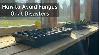 How to Prevent Fungus Gnats from Damaging Your Transplants