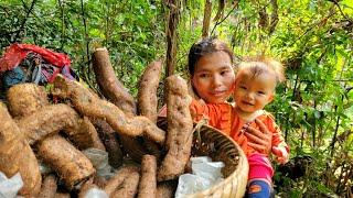 Mountain life - digging wild potatoes to sell at the market.