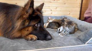 Protective German Shepherd Watches Over Napping Kittens