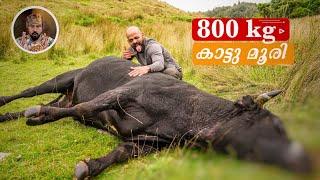 800 KG WILD BULL HUNTINGBLACK BULLWILD LIFELIFE IN NEW ZEALAND