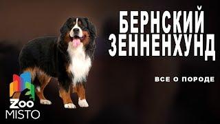 Бернский зенненхунд - Все о породе собаки  Собака породы  бернский зенненхунд