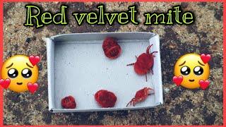 Red velvet mite