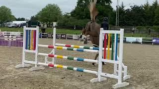 Qlipper Blossom VD Bleuken 6yo class in Wales