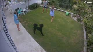 Girl Swings Snake by the Tail in Frantic Effort to Save Pet Guinea Pig From Its Jaws