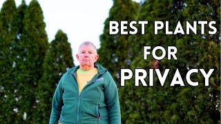 Ultimate Guide Top Plants for Privacy Screens and Green Barriers